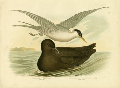 Indian Tern, 1891 by Gracius Broinowski